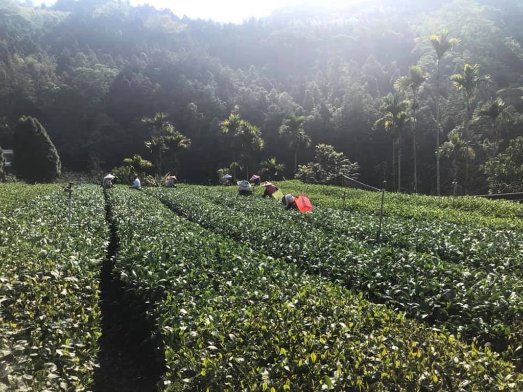 茶園3