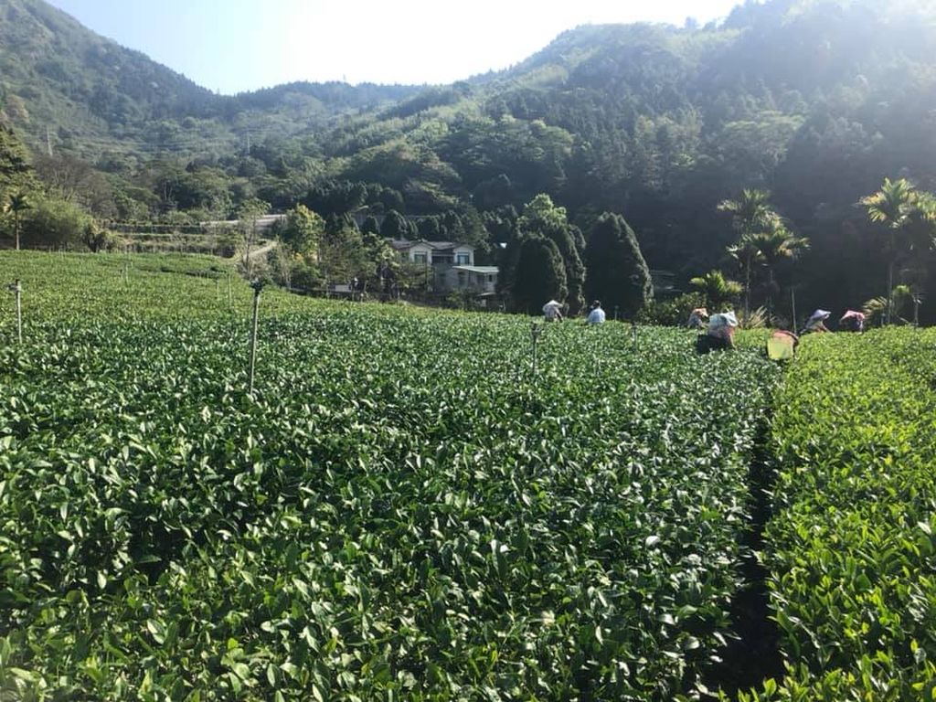 茶園1