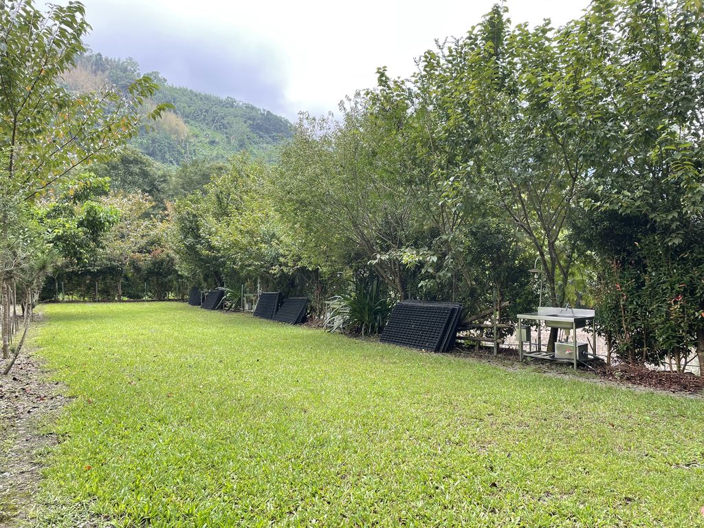 黑松樹區3