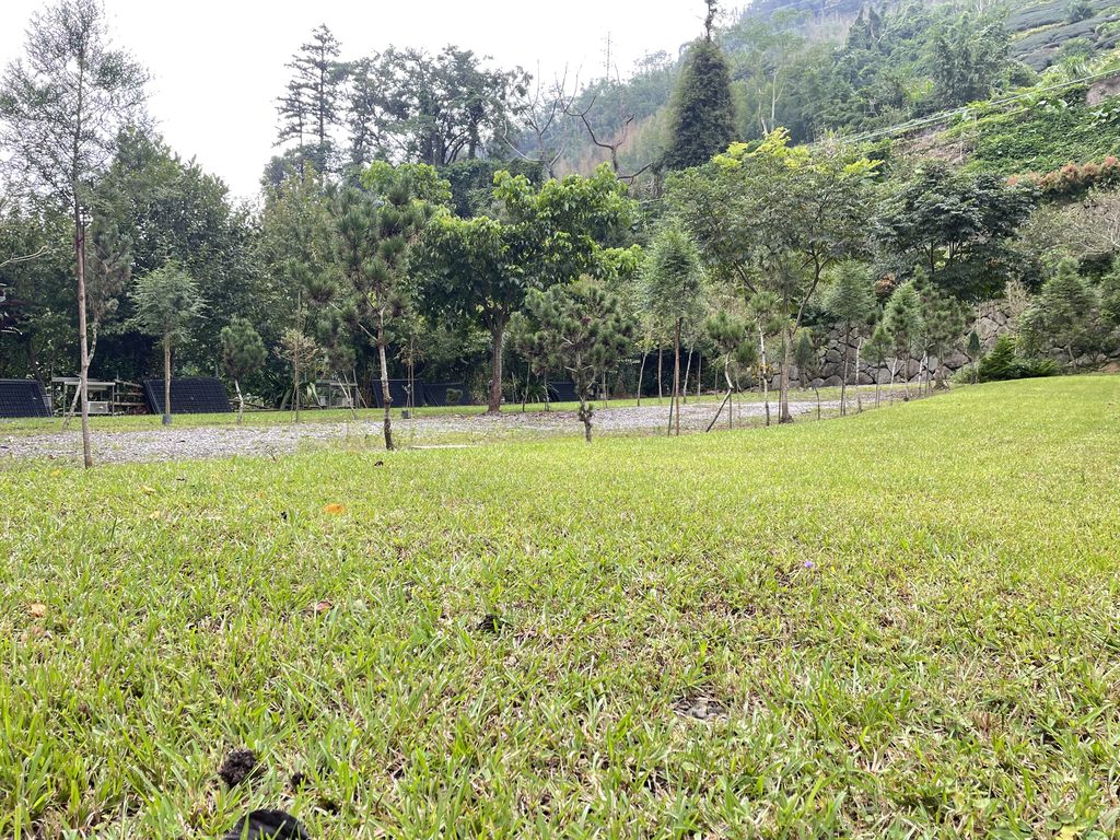 黑松樹區5