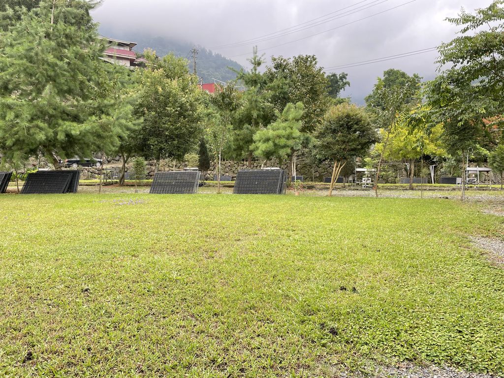 黑松樹區6