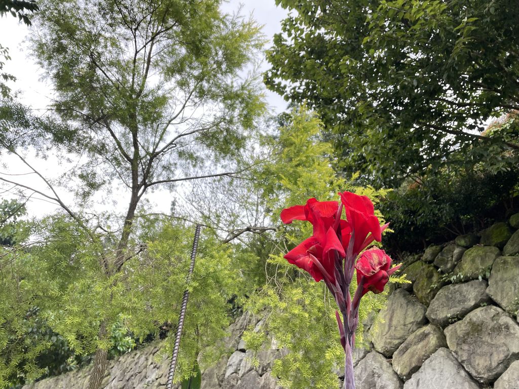 牛樟樹區2