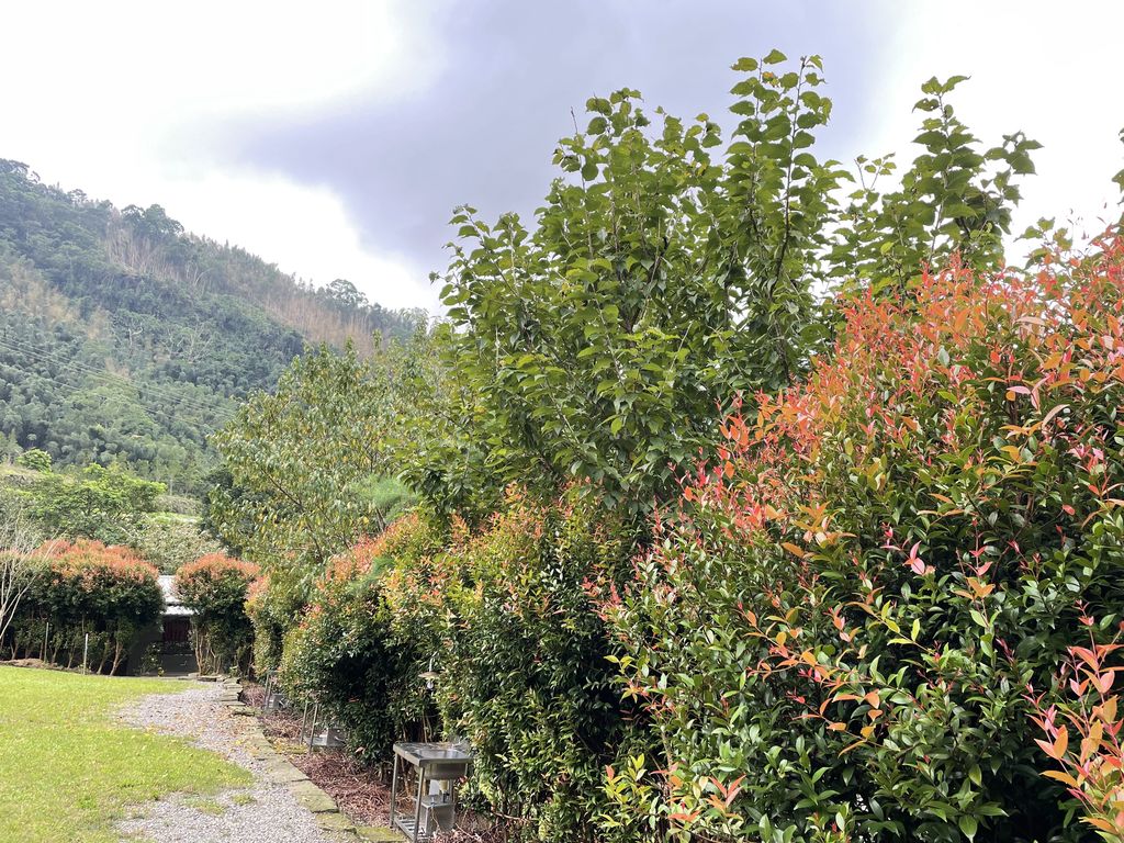 長紅木區3